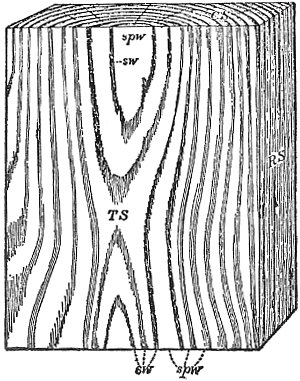 cross section of pine wood